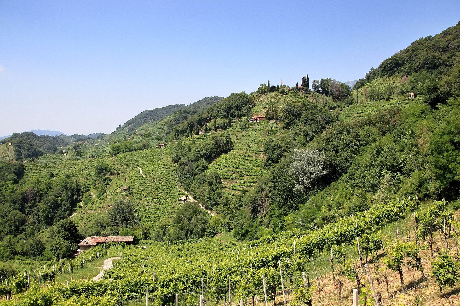 Terraced vineyards on the Collagù hills